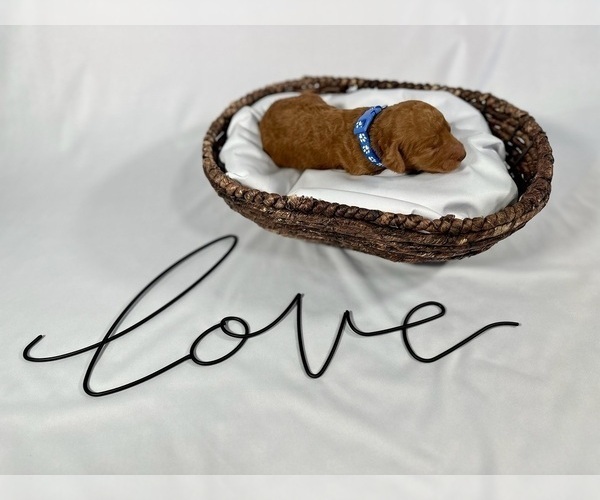 Medium Photo #8 Goldendoodle Puppy For Sale in ABILENE, TX, USA