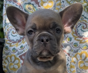 Medium French Bulldog