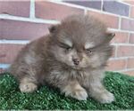 Small #9 Pomeranian