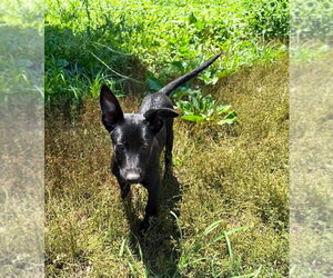 Texas Legends Litter- BeyoncÃ© - Located in IN - Female Mutt Dog for Adoption - Photo #2