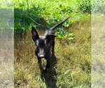 Small #1 Mutt