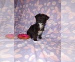 Small #4 Poodle (Toy)