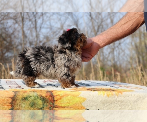 Medium Photo #18 ShihPoo Puppy For Sale in DYERSBURG, TN, USA