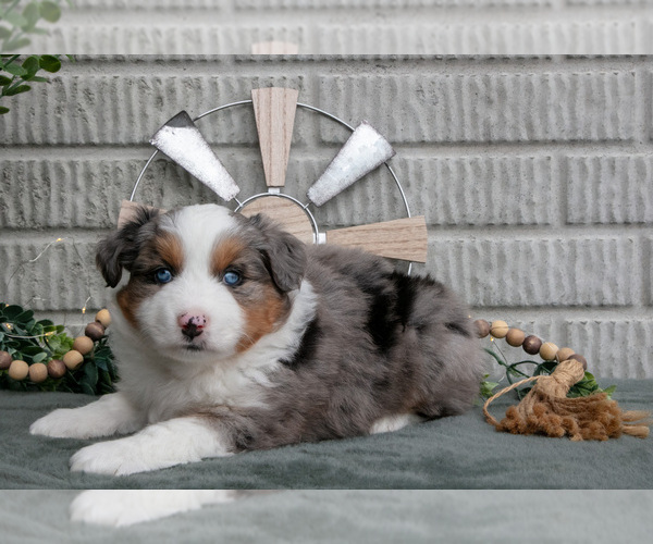Medium Photo #7 Miniature Australian Shepherd Puppy For Sale in BALTIC, OH, USA