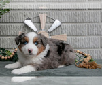 Small Photo #7 Miniature Australian Shepherd Puppy For Sale in BALTIC, OH, USA