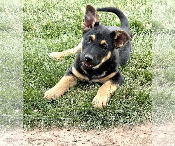 Medium Photo #1 Mutt Puppy For Sale in Sandy, UT, USA