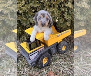 Dachshund Puppy for sale in MIDDLEBURY, IN, USA