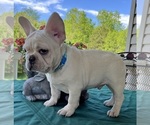 Small #4 French Bulldog