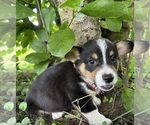 Small #3 Pembroke Welsh Corgi