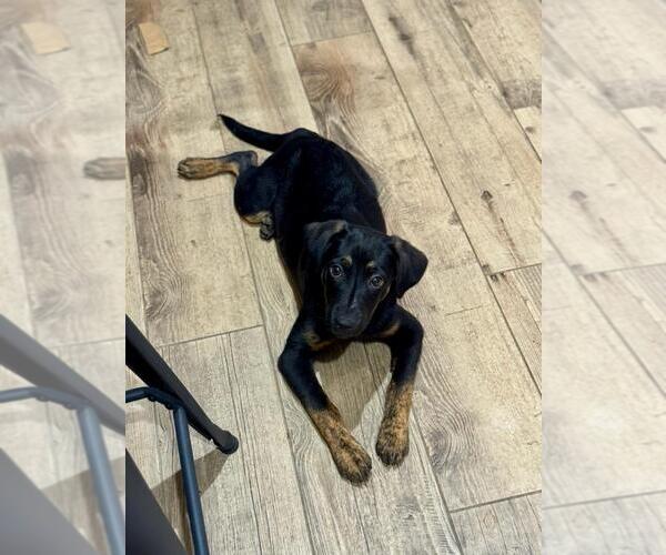 Medium Photo #4 Mutt Puppy For Sale in Genesee, WI, USA