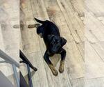 Small #3 Mutt