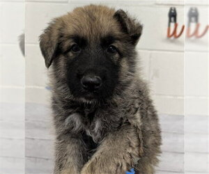 German Shepherd Dog-Unknown Mix Dogs for adoption in San Bernardino, CA, USA