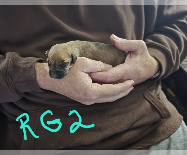Medium Photo #1 Rhodesian Ridgeback Puppy For Sale in ALBA, TX, USA