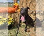 Small #1 American Pit Bull Terrier