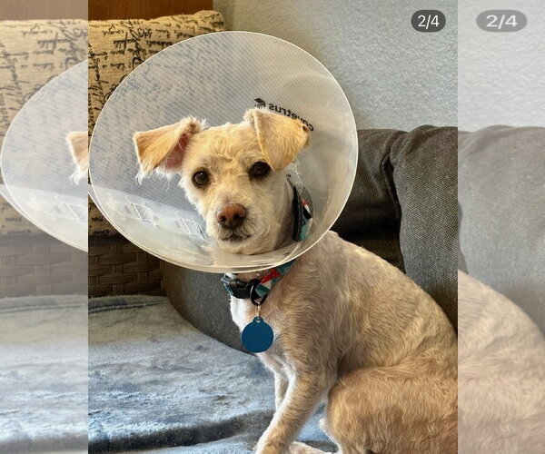 Medium Photo #4 Poodle (Miniature)-Unknown Mix Puppy For Sale in Bellevue, WA, USA