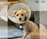 Small #3 Poodle (Miniature) Mix