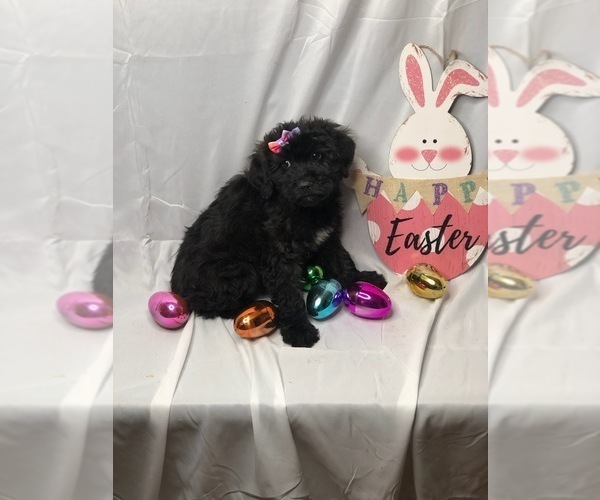 Medium Photo #4 Aussiedoodle Miniature  Puppy For Sale in INDIANAPOLIS, IN, USA