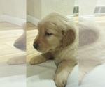 Small Photo #3 Golden Labrador-Golden Retriever Mix Puppy For Sale in PULASKI, WI, USA