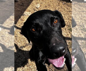 June- beautiful black lab - Female Labrador Retriever-Unknown Mix Dog for Adoption - Photo #4