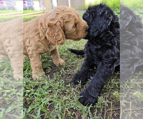 Medium Photo #4 Double Doodle Puppy For Sale in FYFFE, AL, USA