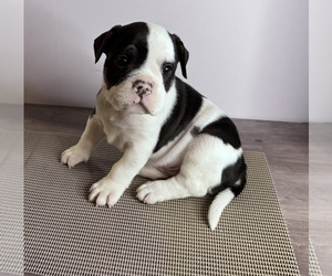 Olde English Bulldogge Puppy for sale in ROANOKE, VA, USA