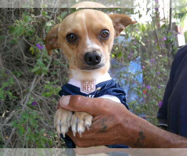 Medium Photo #2 Chihuahua-Unknown Mix Puppy For Sale in San Diego, CA, USA