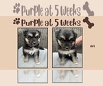 Puppy Purple German Shepherd Dog-Siberian Husky Mix