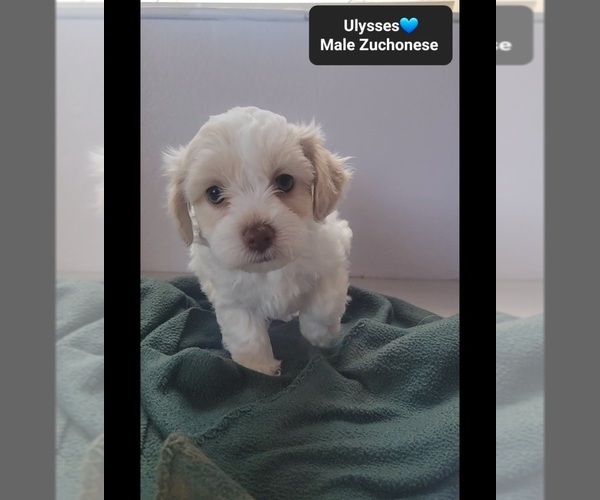 Medium Photo #3 Havanese-Zuchon Mix Puppy For Sale in TUCSON, AZ, USA