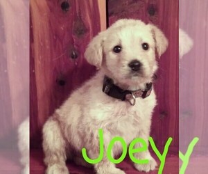 Labradoodle Puppy for sale in LINDEN, TN, USA