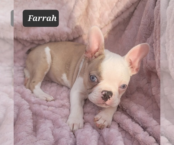 Medium Photo #1 Faux Frenchbo Bulldog Puppy For Sale in POMEROY, OH, USA