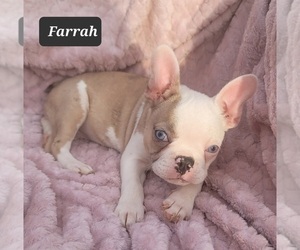 Faux Frenchbo Bulldog Puppy for Sale in POMEROY, Ohio USA