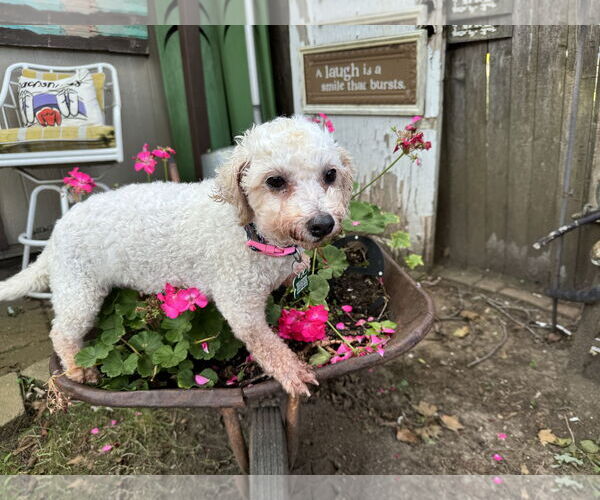 Medium Photo #4 Bichon Frise Puppy For Sale in Sioux Falls, SD, USA