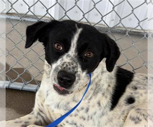 Medium Photo #1 Texas Heeler Puppy For Sale in Bakersfield, CA, USA