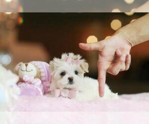 Maltese Puppy for sale in NEW YORK, NY, USA