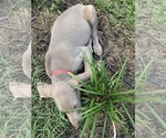 Small Photo #23 Weimaraner Puppy For Sale in WHITE HALL, AR, USA