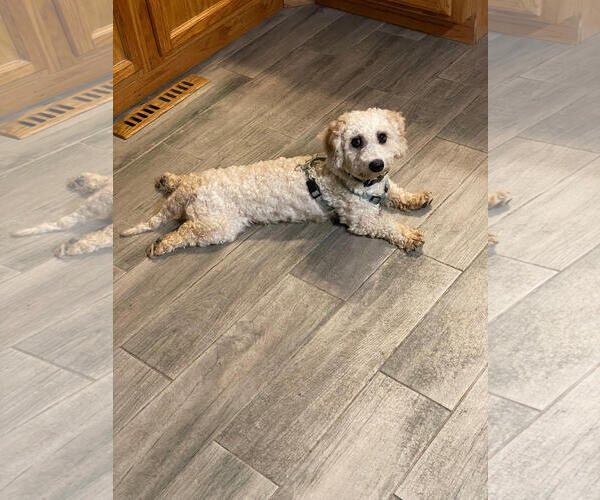 Medium Photo #3 Poodle (Miniature)-Unknown Mix Puppy For Sale in Wheaton, IL, USA