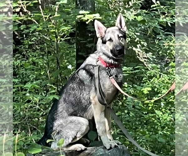 Medium Photo #6 German Shepherd Dog Puppy For Sale in Centreville, VA, USA