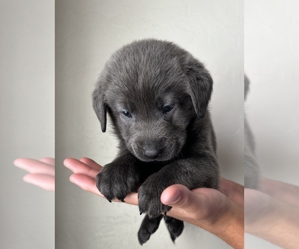 Medium Photo #5 Labrador Retriever Puppy For Sale in QUEEN CREEK, AZ, USA