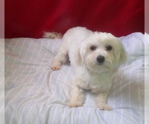 Maltese Puppy for sale in PATERSON, NJ, USA