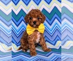 Small Photo #3 Cavapoo-Poodle (Toy) Mix Puppy For Sale in KIRKWOOD, PA, USA