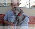 Small #1 Great Dane Mix