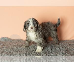 Maltese Puppy for sale in SHIPSHEWANA, IN, USA