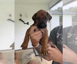 Rhodesian Ridgeback Puppy for sale in NEW BROCKTON, AL, USA