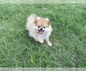 Pomeranian Puppy for sale in BLUE MOUND, TX, USA