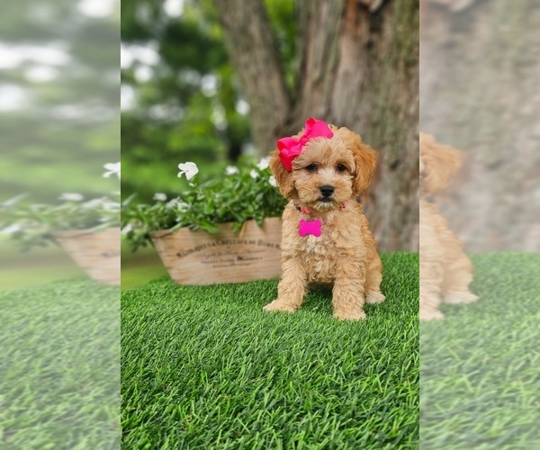 Medium Photo #5 Goldendoodle-Poodle (Miniature) Mix Puppy For Sale in INDIANAPOLIS, IN, USA