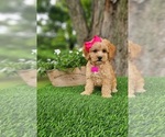 Small #4 Goldendoodle-Poodle (Miniature) Mix