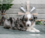 Puppy Cash Miniature Australian Shepherd