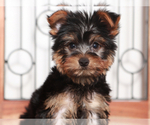 Small #3 Yorkshire Terrier