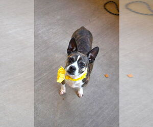 Mutt Dogs for adoption in McKinney, TX, USA