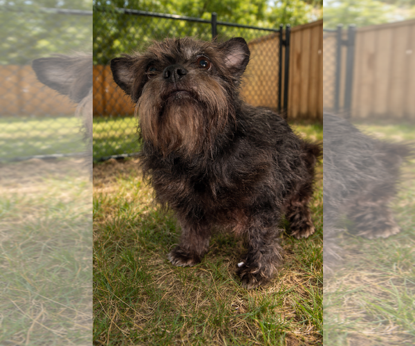 Medium Photo #2 Brussels Griffon-Unknown Mix Puppy For Sale in Sistersville, WV, USA